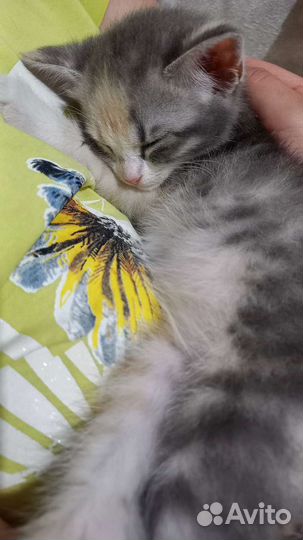 Кошка в дар бесплатно