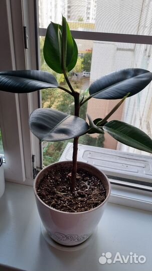 Фикус каучуконосный