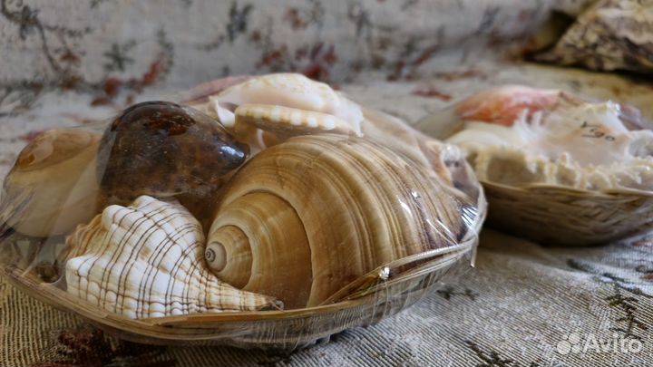 Большие ракушки