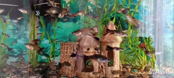 Мальки гуппи