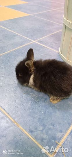 Декоративные карликовые кролики