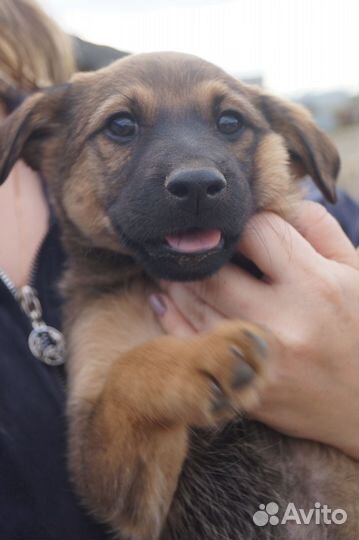 Отдается щенок в добрые руки