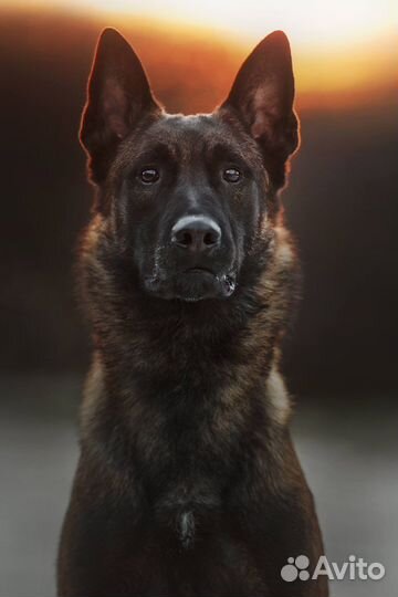 Малинуа knpv для вязки, участник чм по мондьорингу