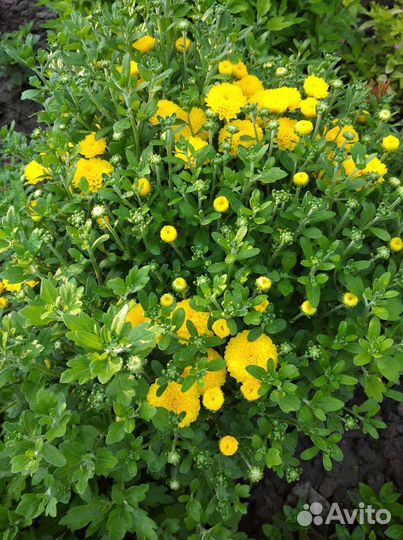 Хризантема шаровидная