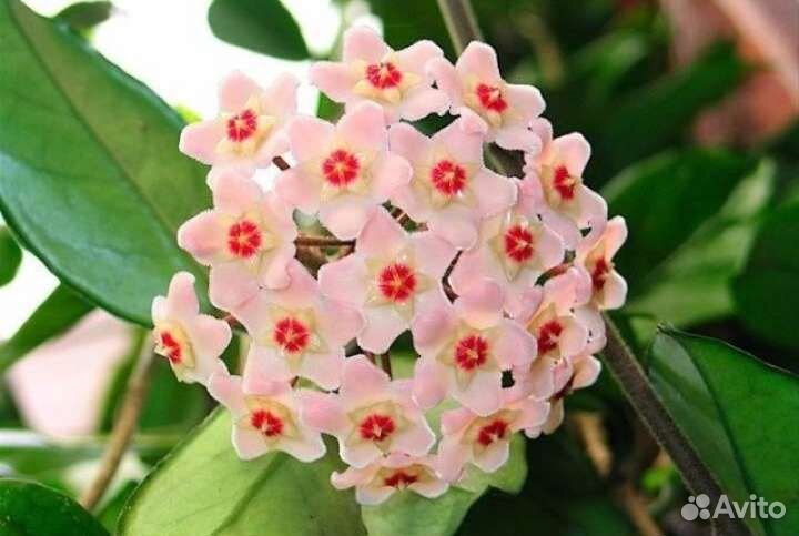 Комнатные растения