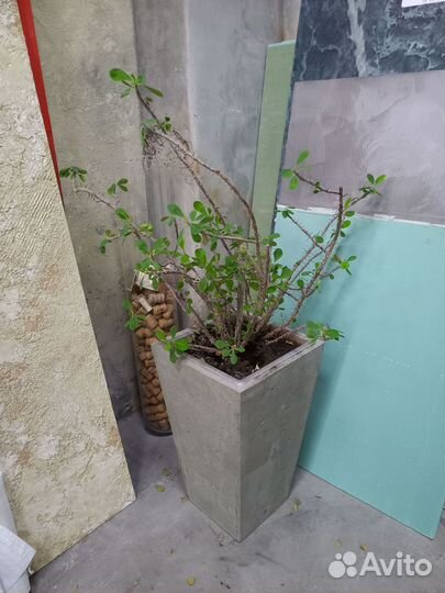 Горшки, Вазоны, Кашпо под заказ из бетона арт 150