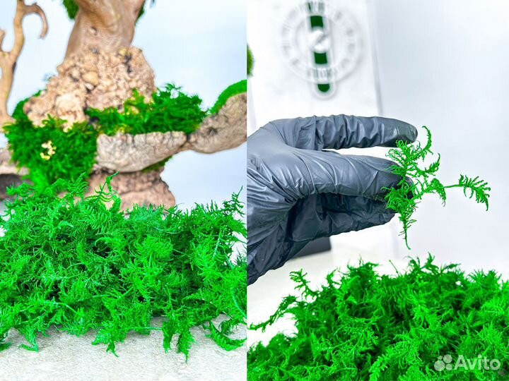 Стабилизированный мох ягель папоротник кочка