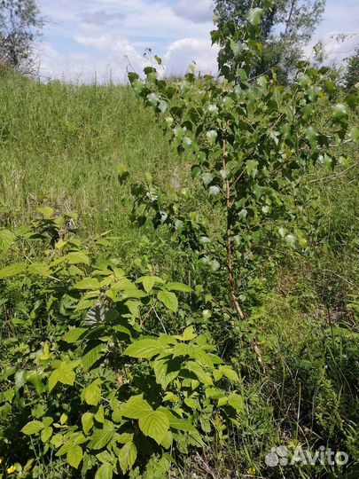 Сосна, берёза с доставкой