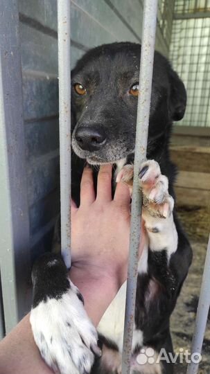 Собаки из приюта