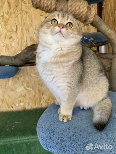 Шотландский кот на вязку