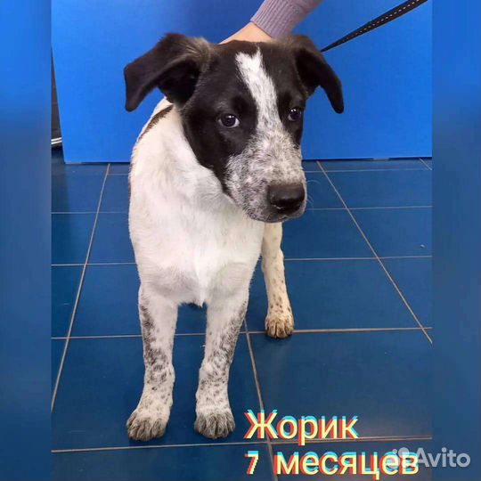 Щенок в добрые руки