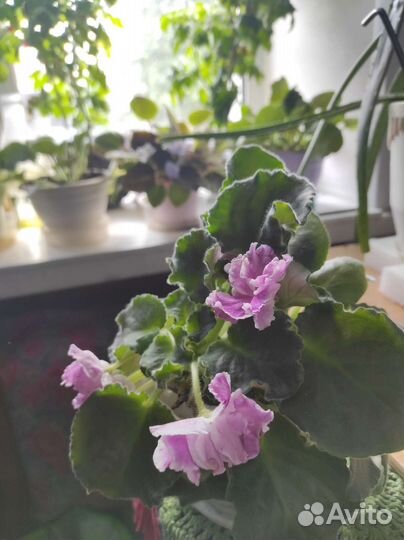 Фиалки цветущие в горшке