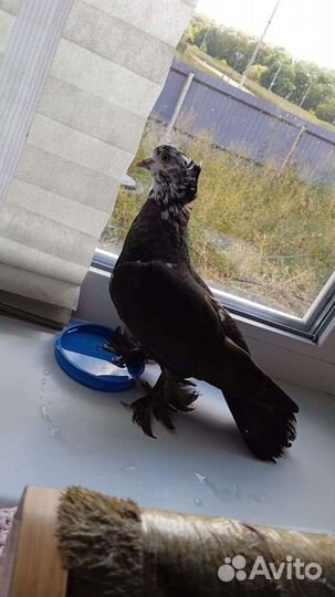 Голубь домашний