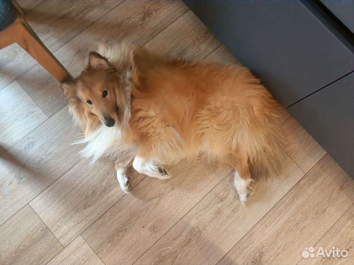 Собака для вязки