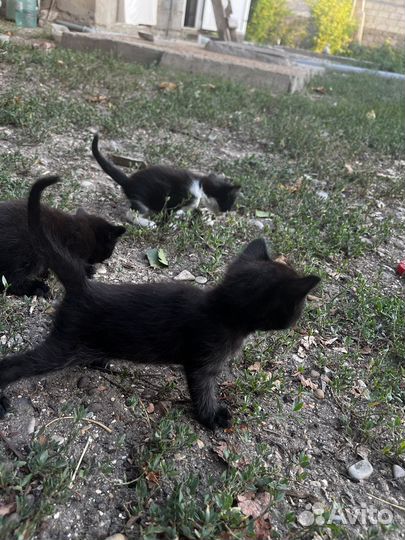Котята в добрые руки