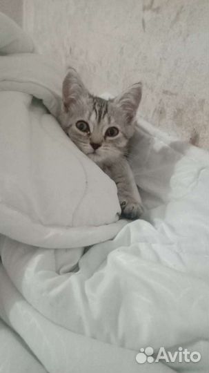 Британский котёнок