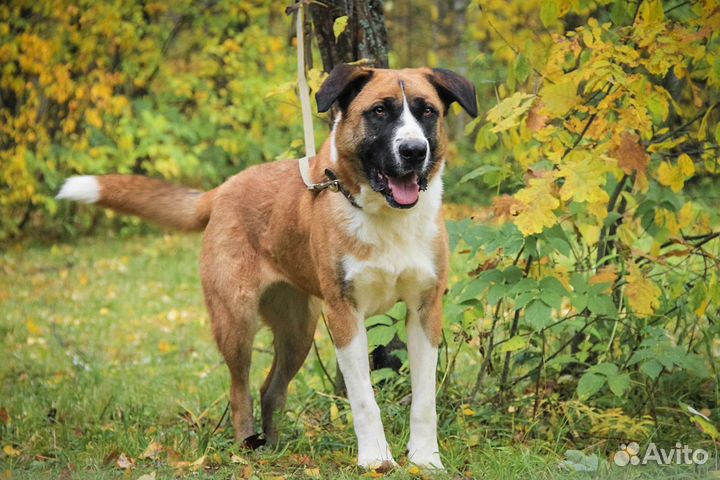 Собака в добрые руки