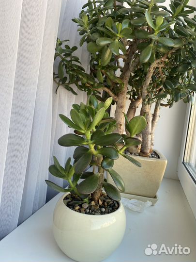 Толстянка, денежное дерево