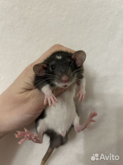 Крысята Дамбо мальчики