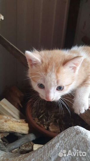 Рыжий с белым котенок ищет дом