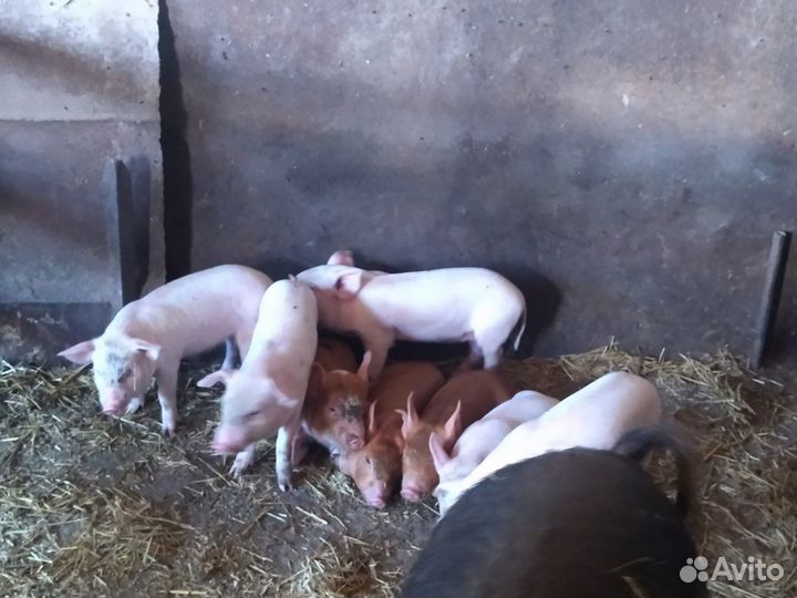 Поросята