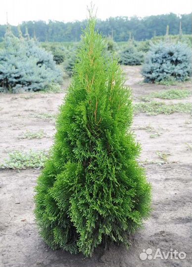 Туя Смарагд