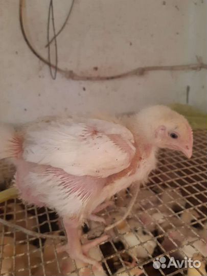 Цыплята бройлеры кобб 500
