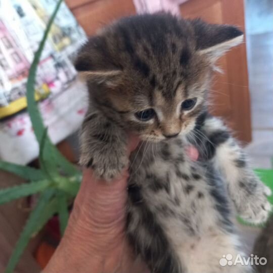 Отдам красивых котят от британского кота (метисы)