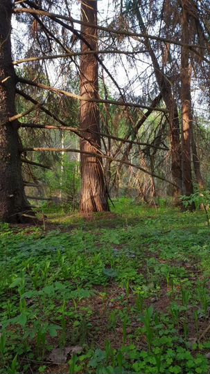 Участок 4,4 га (СНТ, ДНП)