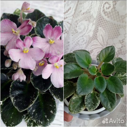 Фиалка мини