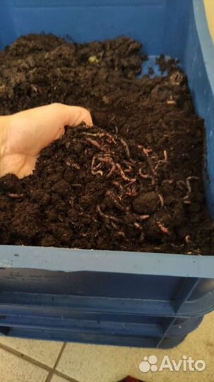 Вермикомпостер