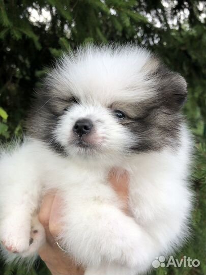 Померанский шпиц мини