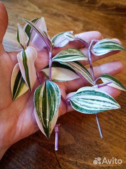 Традесканция сортовая Rainbow Hill радужный холм