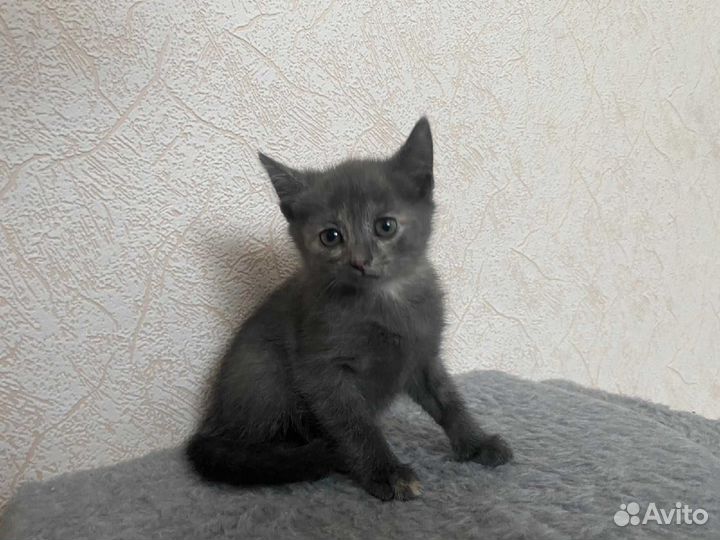 Котята ищут дом