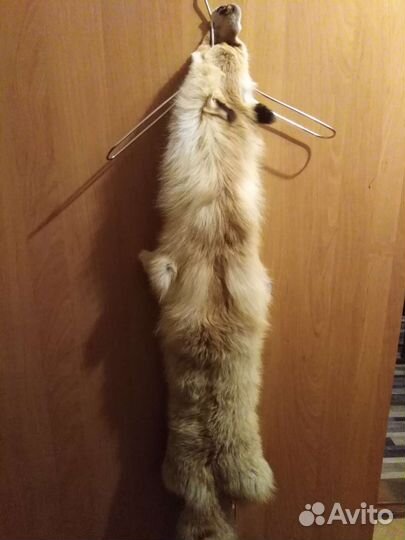 Лисья шкура