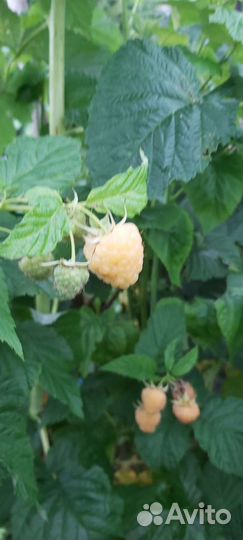 Саженцы малины