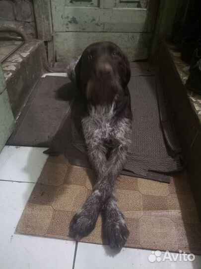 Курцхаар(дратхаар) вязка