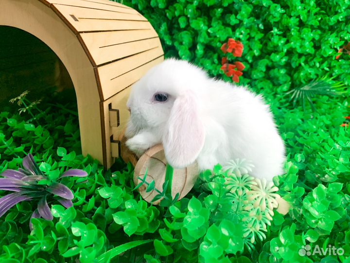 Карликовый кролик - Гермелин
