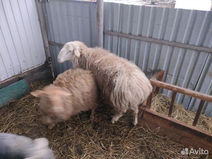 Курдючные бараны овцы