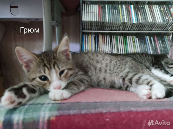 Котенок Грюм