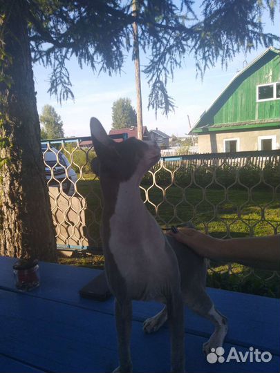 Котик сфинкс