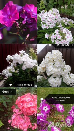 Многолетние растения(неприхотливые и неукрывные)