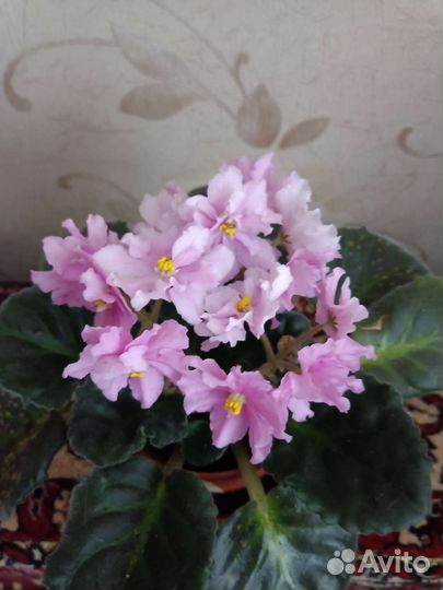 Фиалка Оленька