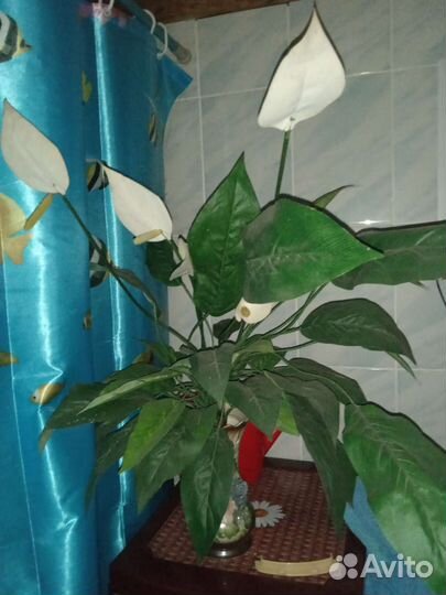 Спатифиллум искусст. цветок