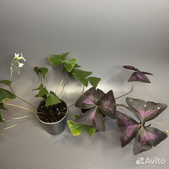 Комнатные растения