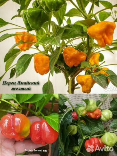 Семена: Перец экстремально острый, жгучий, ароматн