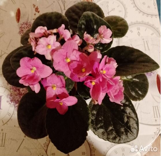 Комнатные цветы фиалки