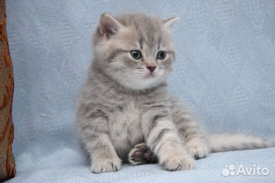 Клубная британочка голубое золото