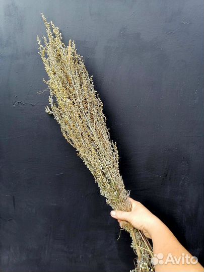 Полынь горькая, полынь лимонная для бани