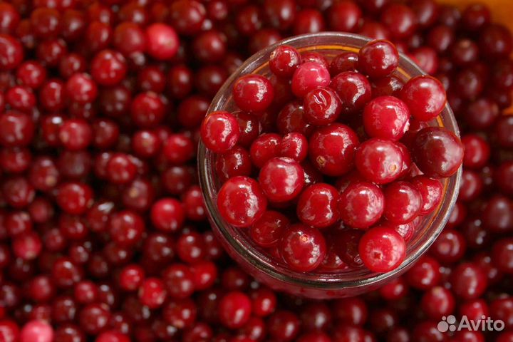 Клюква свежая